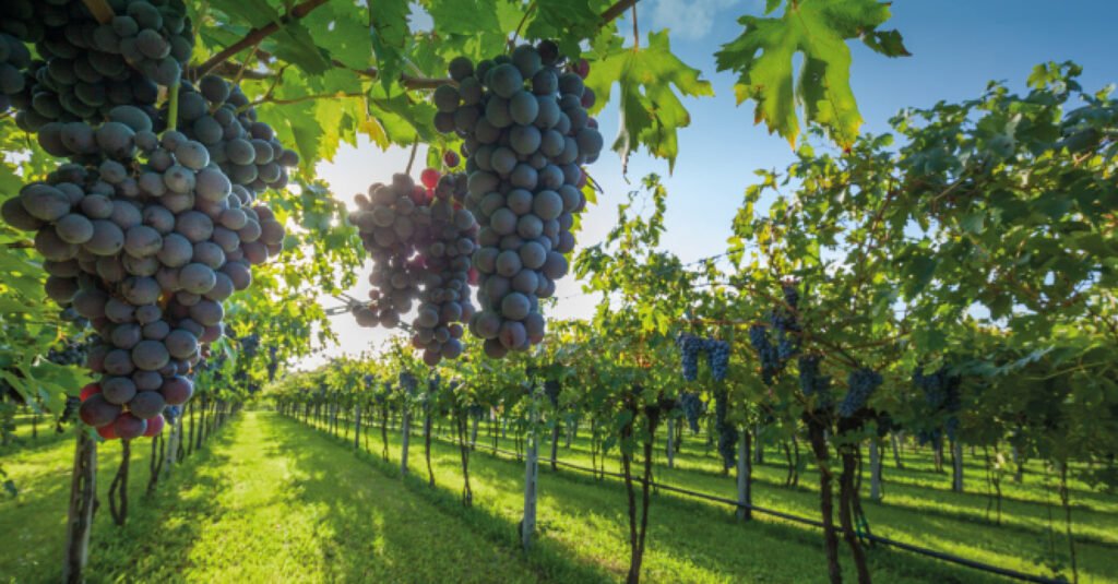 Khám phá giống nho Sangiovese - Đặc trưng vùng Tuscany Italia | Rượu Vang Nhập Khẩu Cao Cấp sangiovese