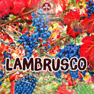 nho lambrusco,rượu vang lambrusco