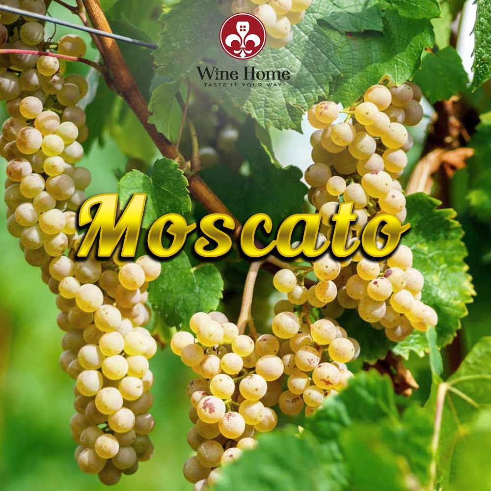 Tìm hiểu về giống nho Moscato | Rượu Vang Nhập Khẩu Cao Cấp giống nho moscato