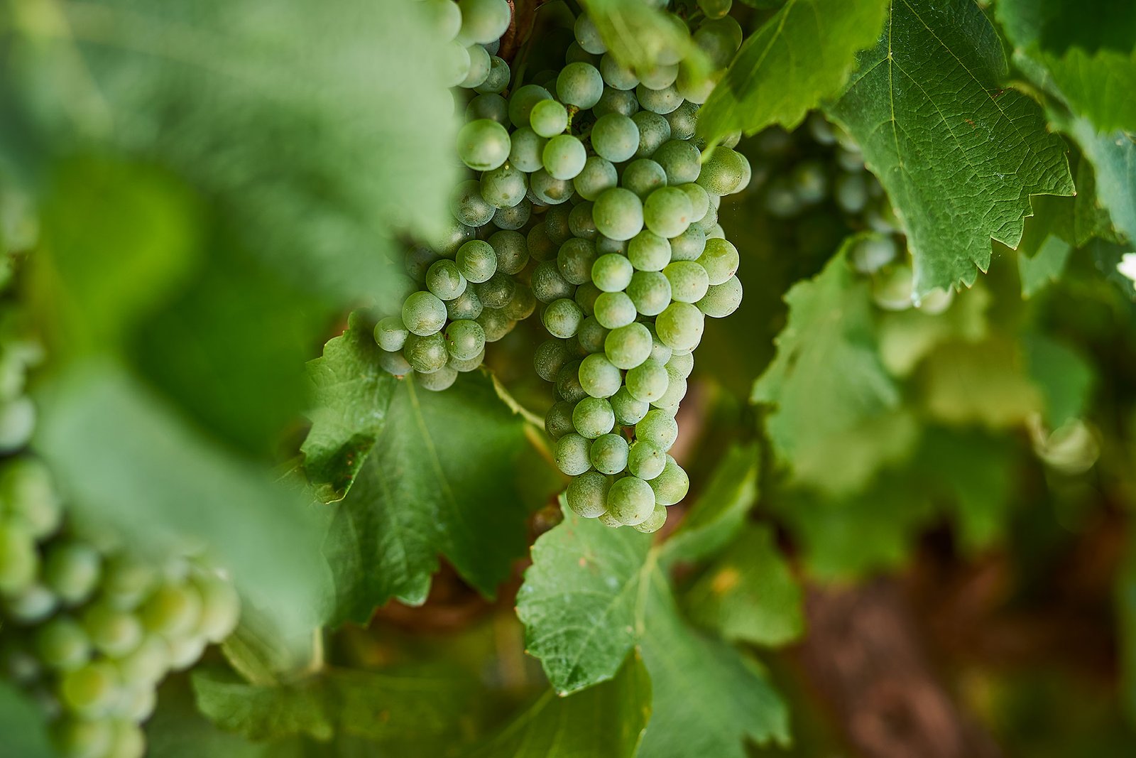 Nho Semillon