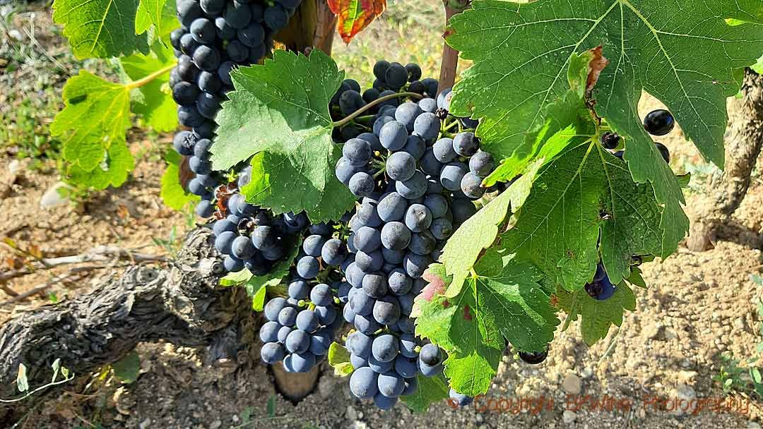 Nho Syrah (Shiraz)