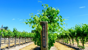 Vườn nho Petite Sirah tại Napa Valley