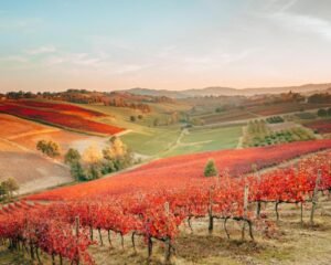 Vùng rượu vang Modena