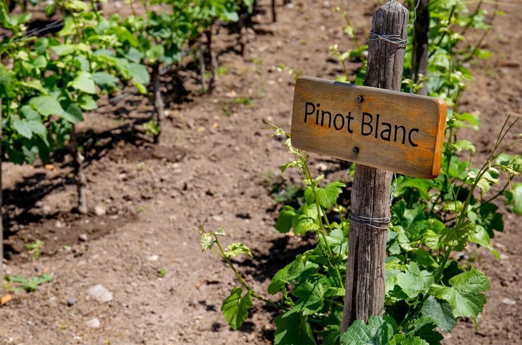 Vườn Nho Pinot Blanc