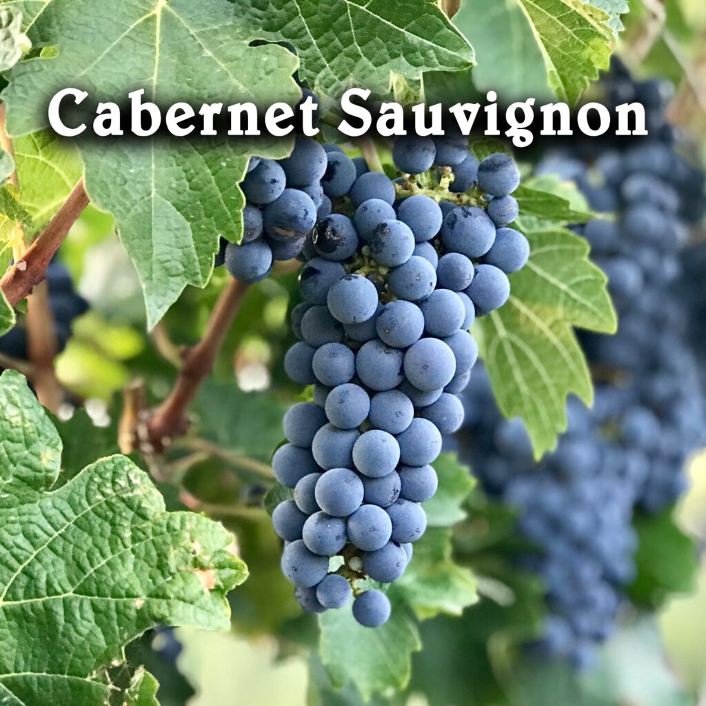 Tìm hiểu về giống nho Cabernet Sauvignon - Vị Vua Đỏ Trong Thế Giới Rượu Vang | Rượu Vang Nhập Khẩu Cao Cấp Rượu vang Cabernet Sauvignon - Tổng hợp các chai rượu vang từ nho Cabernet Sauvignon