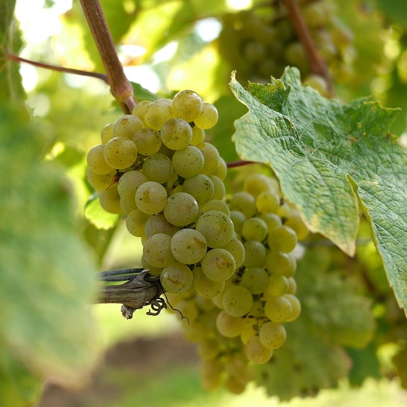 Nho Sauvignon Blanc