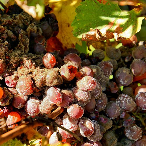Sauternes Là Gì? Khám Phá Dòng Rượu Vang Ngọt Danh Giá Nhất Bordeaux | Rượu Vang Nhập Khẩu Cao Cấp Nho làm rượu Sauternes