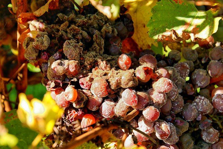 Nho Làm Nên Rượu Vang Ngọt Sauternes
