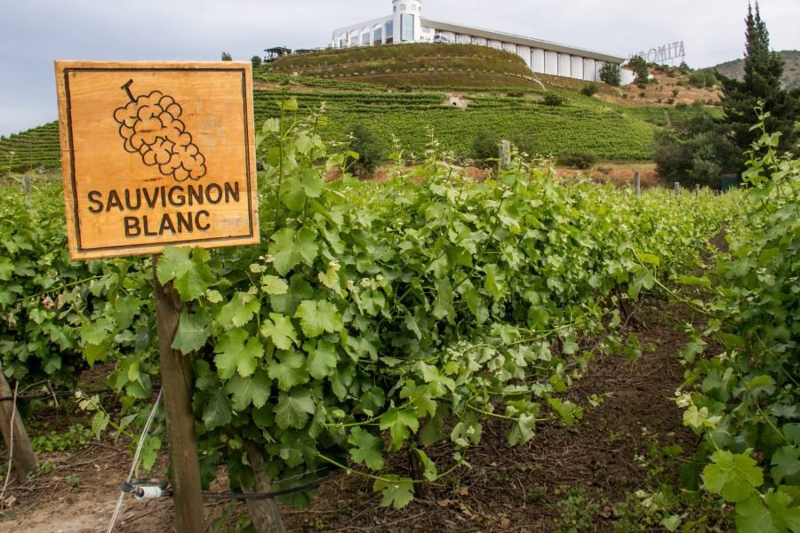 Ruộng Nho Sauvignon Blanc