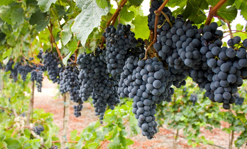 Nho Tempranillo