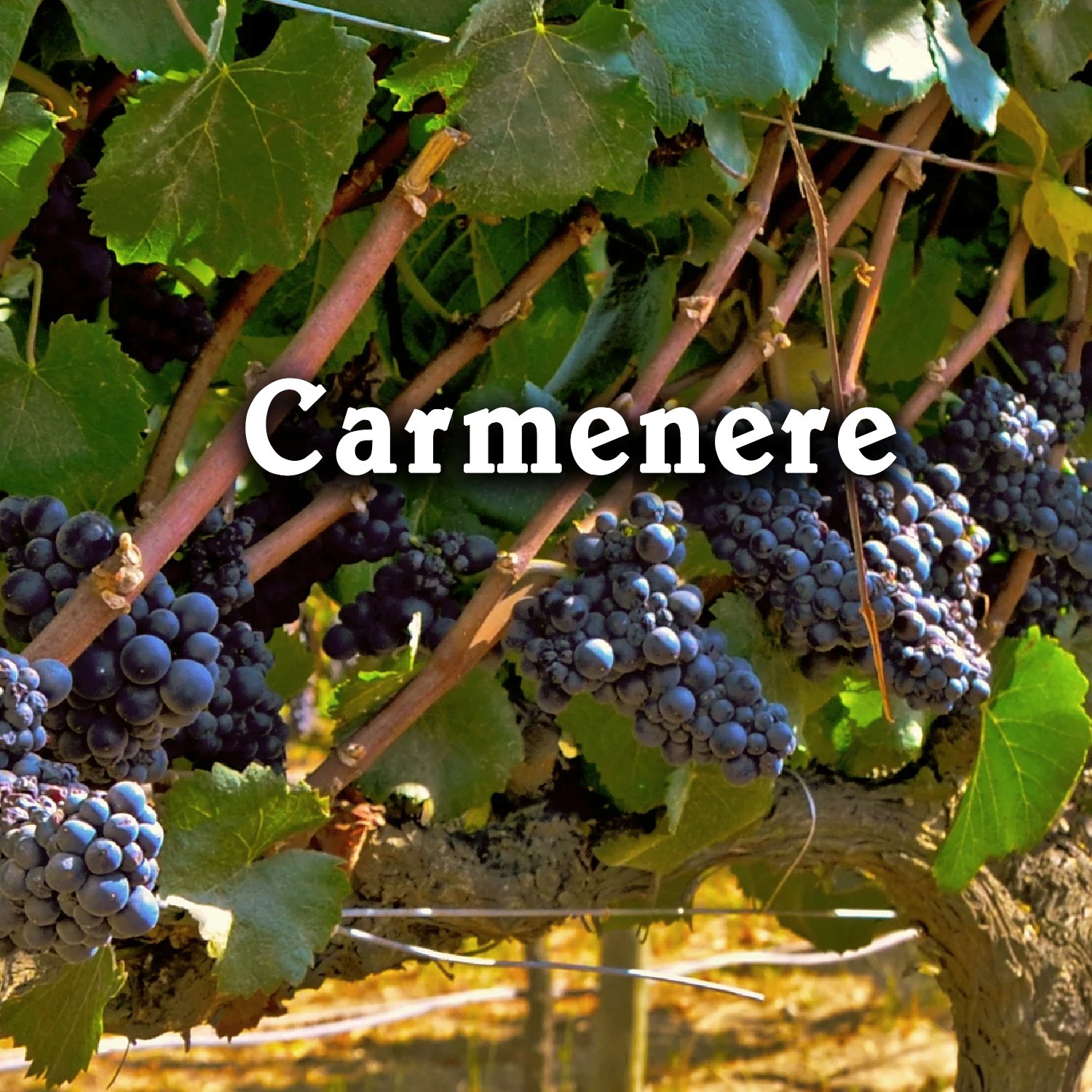 Tìm hiểu về giống nho Carmenere (Carménère) – Viên Ngọc Quý Của Rượu Vang Chile