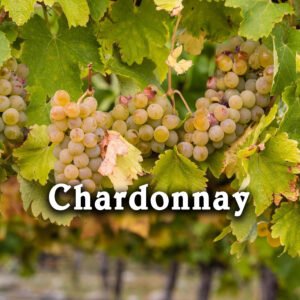Vang trắng Chardonnay - Giống nho Chardonnay