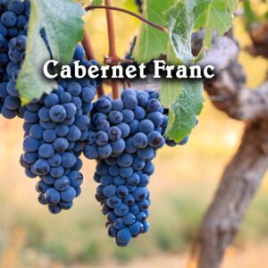 Rượu vang nho Cabernet Franc – Giống Nho Thanh Lịch Làm Nên Đẳng Cấp Trong Thế Giới Vang