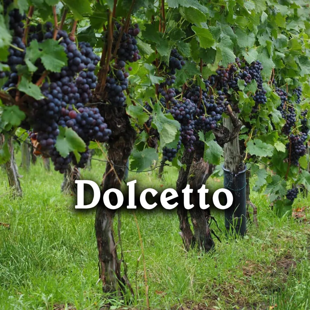 Giống nho Dolcetto