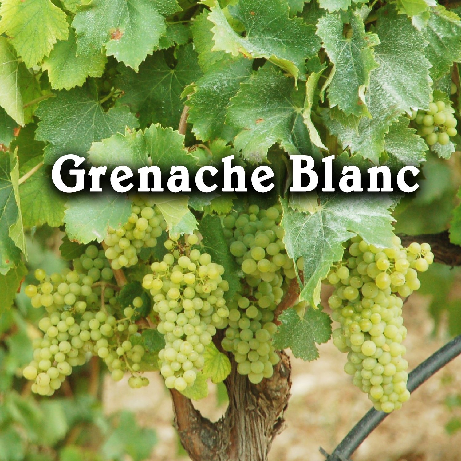 Giống nho Grenache Blanc