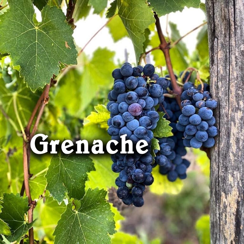 Giống Nho Grenache