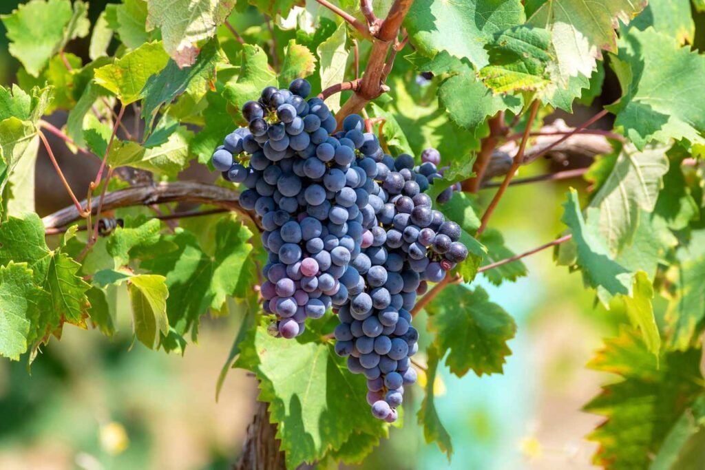Tìm Hiểu Giống Nho Monastrell – Vị Đậm Đà, Nồng Nàn Từ Vùng Đất Mặt Trời Tây Ban Nha | Rượu Vang Nhập Khẩu Cao Cấp Nho Monastrell