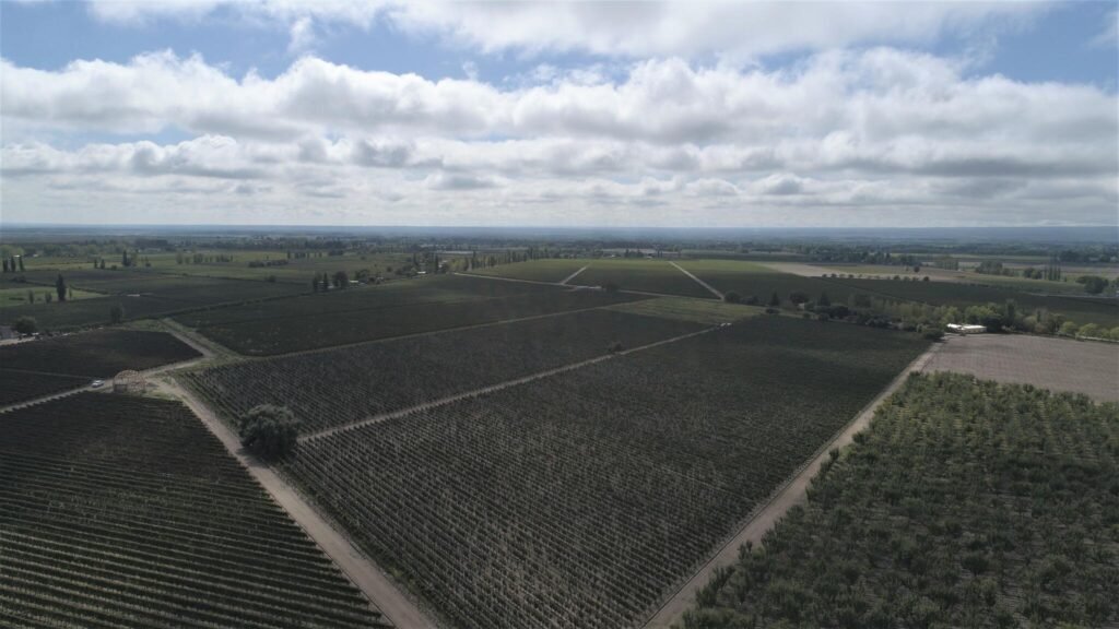 Tìm hiểu thương hiệu rượu vang 1853 Old Vine Estate - Tinh túy tại vùng đất Mendoza | Rượu Vang Nhập Khẩu Cao Cấp 1853 Old Vine Estate Vineyard