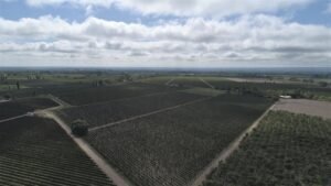 1853 Old Vine Estate Vineyard