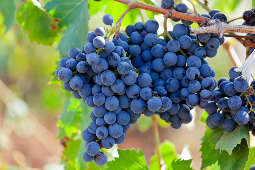 Hương vị rượu vang từ nho Primitivo - Vua của vùng làm rượu Puglia | Rượu Vang Nhập Khẩu Cao Cấp Nho Primitivo