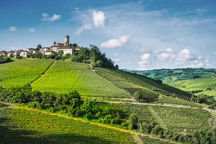 Provinco Vineyard