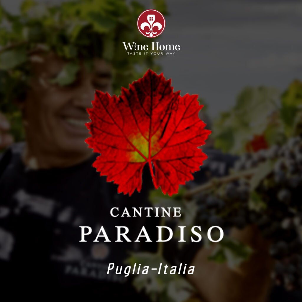 Tìm hiểu thương hiệu Cantine Paradiso – Di sản rượu vang Puglia từ năm 1954 | Rượu Vang Nhập Khẩu Cao Cấp Thương hiệu Cantine Paradiso