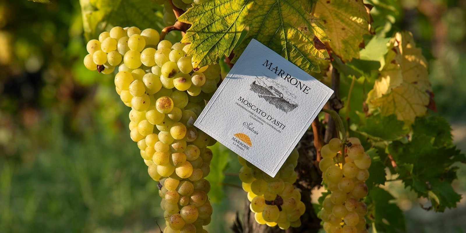 Nho Moscato