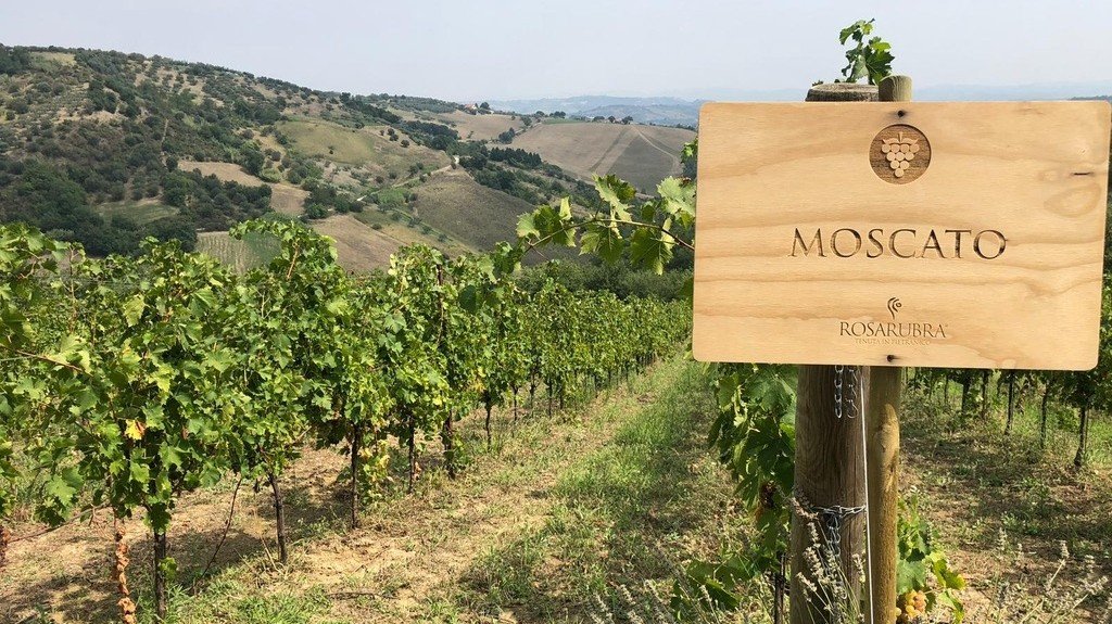 Vườn trồng nho Moscato