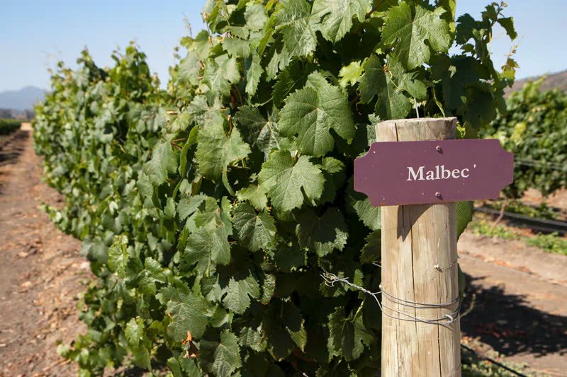 Rượu vang Malbec