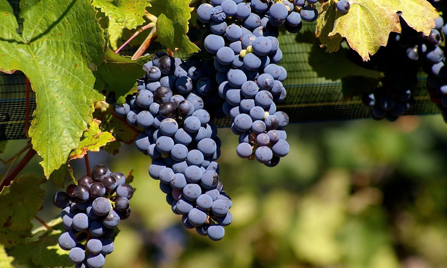 Nho Malbec