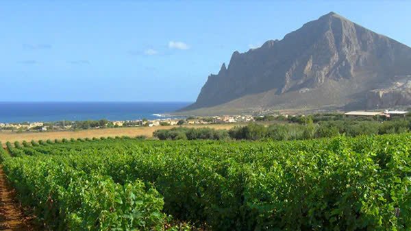 Vườn nho Nero dAvola tại đảo Sicilia