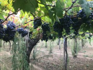 Vườn nho Nero di Troia tại Puglia