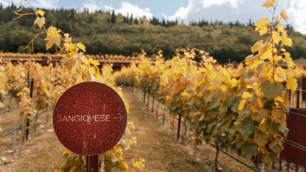 Vườn Nho Sangiovese