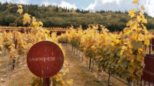 Vườn Nho Sangiovese