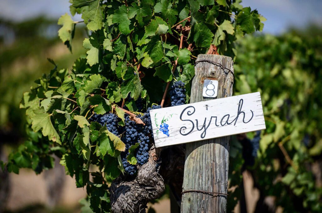 Tìm Hiểu Giống Nho Syrah (Shiraz) – Biểu Tượng Mạnh Mẽ Trong Thế Giới Rượu Vang | Rượu Vang Nhập Khẩu Cao Cấp Nho Syrah (Shiraz)