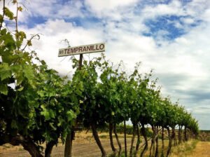 Vườn nho Tempranillo tại Tây Ban Nha