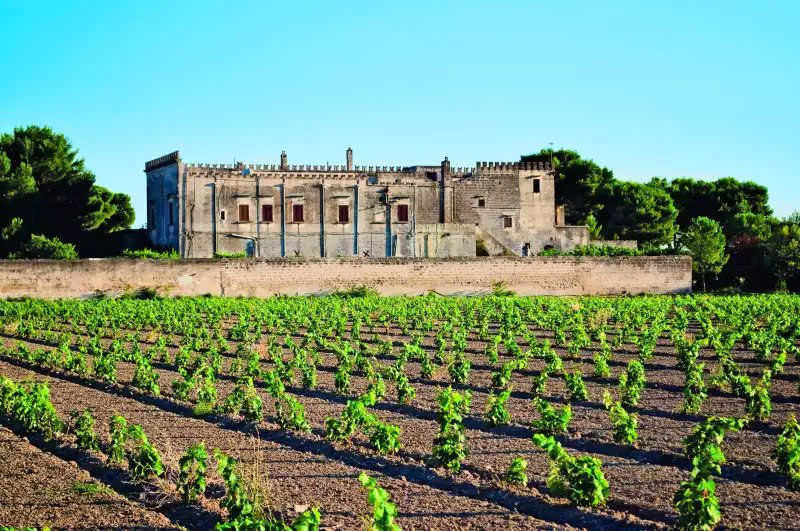 Feudi Salentini Vineyard