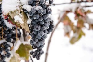 Rượu Ice Wine Là Gì?