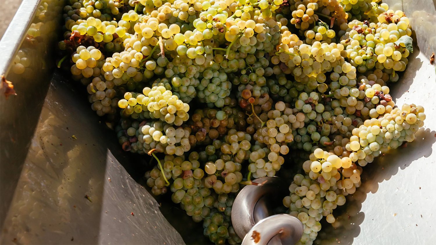 RƯỢU VANG TRẮNG ĐƯỢC TẠO RA NHƯ THẾ NÀO? | Rượu Vang Nhập Khẩu Cao Cấp RƯỢU VANG TRẮNG ĐƯỢC TẠO RA NHƯ THẾ NÀO?