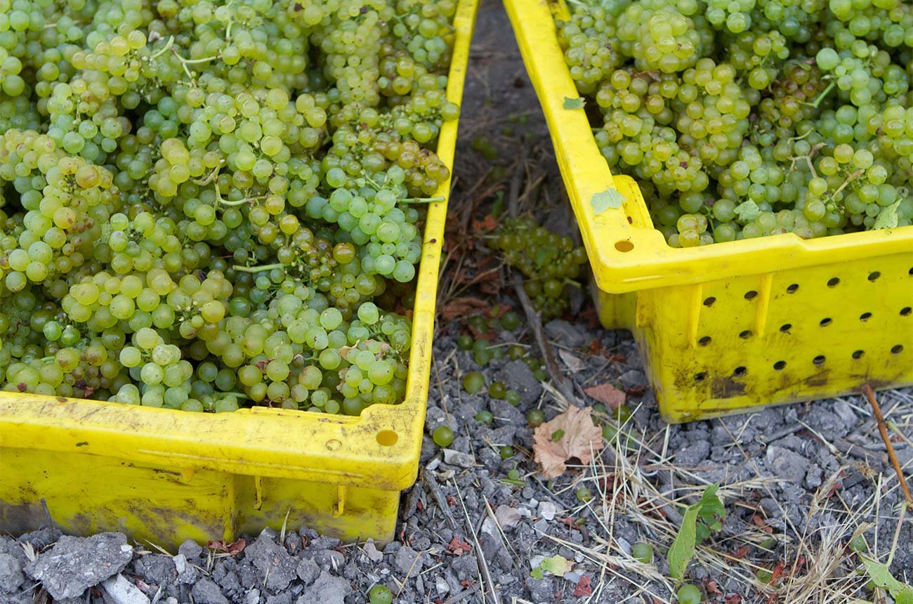 Top 10 Giống Nho Làm Rượu Vang Trắng Ngon Nhất Thế Giới – WineHome Gợi Ý Cho Người Yêu Vang | Rượu Vang Nhập Khẩu Cao Cấp Các Giống Nho Làm Rượu Vang Trắng Phổ Biến Nhất Thế Giới