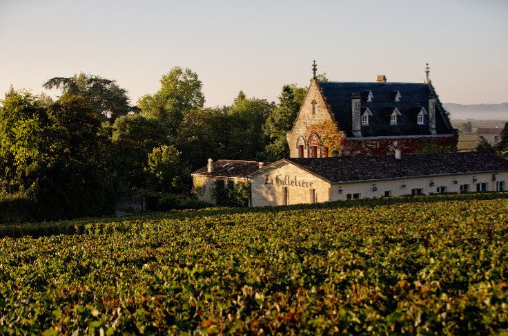 Vườn nho Chateau Guillemin La Gaffeliere