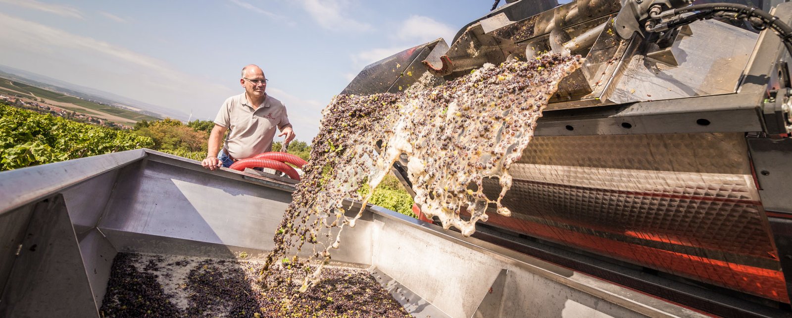 Tìm Hiểu Thương Hiệu Rượu vang Kessler Zink – Biểu tượng chất lượng của vùng Rheinhessen | Rượu Vang Nhập Khẩu Cao Cấp Quy trình làm rượu tại Kessler Zink
