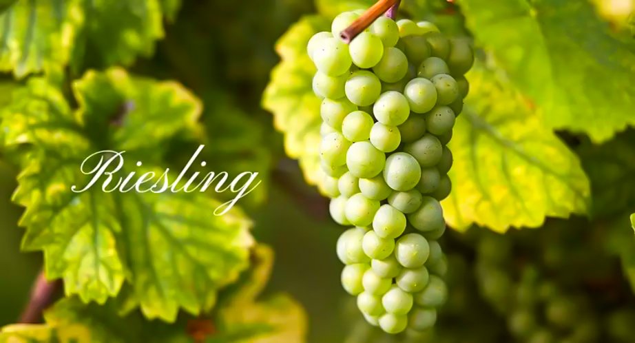 Giống nho Riesling