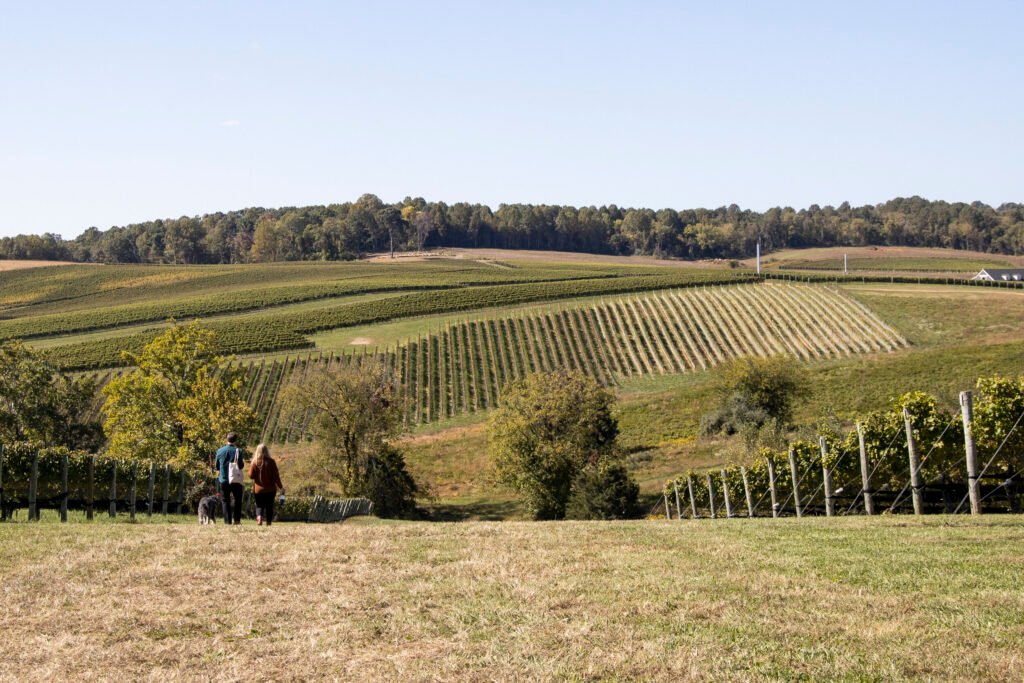 Các vườn nho tại Veneto