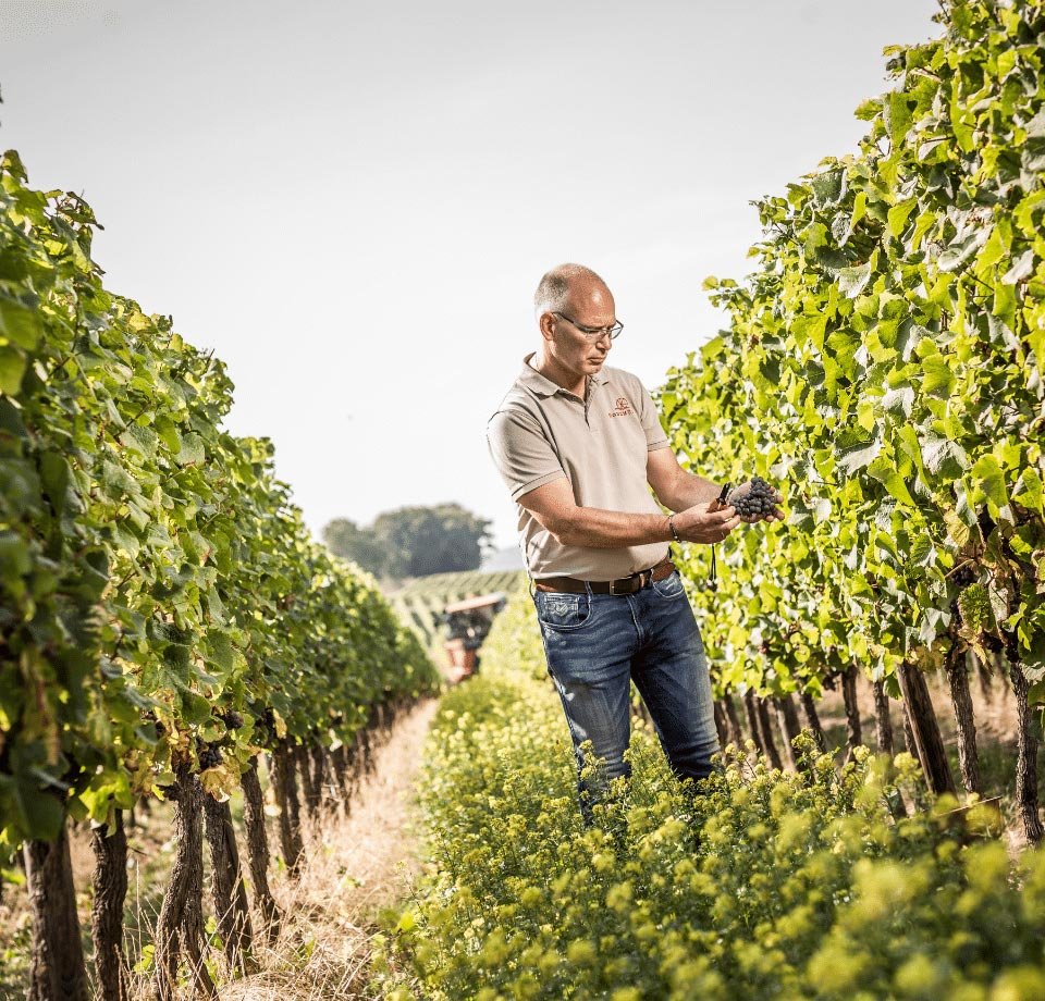 Tìm Hiểu Thương Hiệu Rượu vang Kessler Zink – Biểu tượng chất lượng của vùng Rheinhessen | Rượu Vang Nhập Khẩu Cao Cấp Kessler Zink