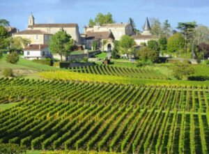 Vườn nho Ch.Verdignan